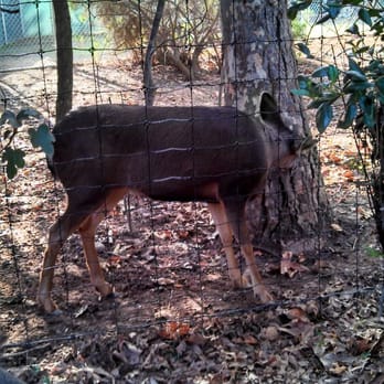 Orange County Zoo - Deer - Zoos Near Me - Orange, California Orange County Zoo - Deer - Zoos Near Me - Orange, California
