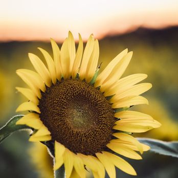 Columbia Bottom Conservation Area - Sunset photo taken with my pro camera. - Skate Parks Near Me - Saint Louis, Missouri Columbia Bottom Conservation Area - Sunset photo taken with my pro camera. - Skate Parks Near Me - Saint Louis, Missouri
