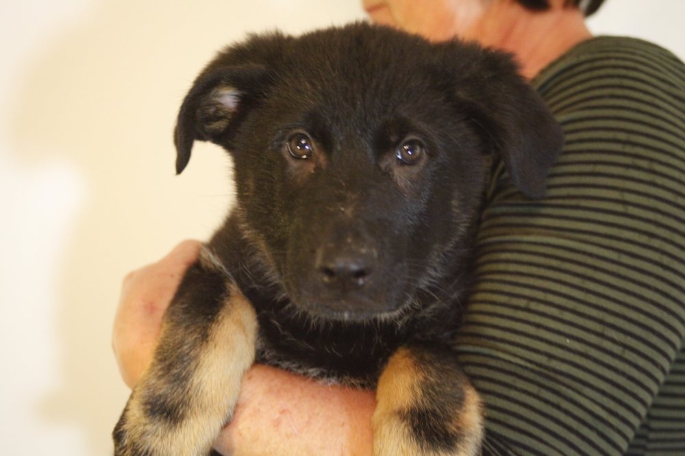 OLD STAGE KENNEL Updated October 2024 9069 Old Stage Rd