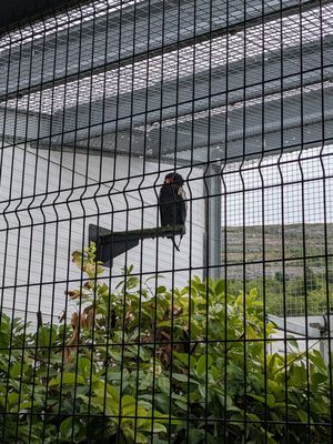 Aillwee Burren Experience by null