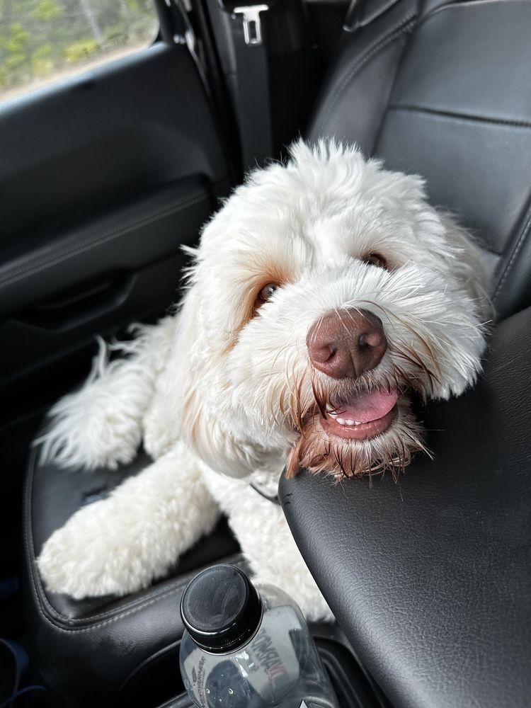 Dapper Dogs Image