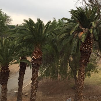 Hillcrest Park - Palm trees - Parks Near Me - Fullerton, California Hillcrest Park - Palm trees - Parks Near Me - Fullerton, California