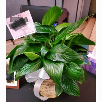 Lloyd's Florist - Florists Near Me - Louisville, Kentucky