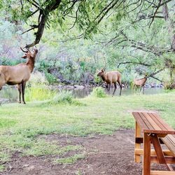 Blackbird Cafe - Mountain Brunch & Lunch - Many animal visitors love the Blackbird too.