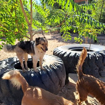 PAWS'itive Pals Dog Training - Pet Training Near Me - Grass Valley, California PAWS'itive Pals Dog Training - Pet Training Near Me - Grass Valley, California
