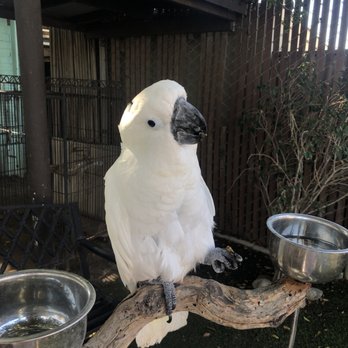 Free Flight - Cockatoo - Animal Shelters Near Me - Del Mar, California Free Flight - Cockatoo - Animal Shelters Near Me - Del Mar, California