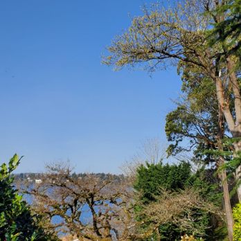 Kenny Tree - Low impact removal on a steep slope - Tree Services Near Me - Snohomish, Washington