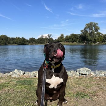 Off Leash K9 Training Sacramento - One of the photos we got of him during training. On a "field trip" at a local lake - Pet Training Near Me - Sacramento, California Off Leash K9 Training Sacramento - One of the photos we got of him during training. On a "field trip" at a local lake - Pet Training Near Me - Sacramento, California