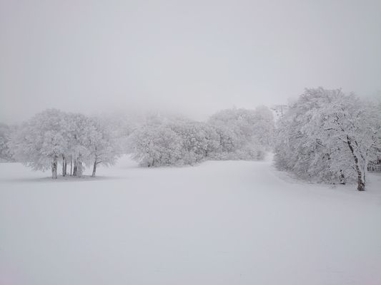 Zao Onsen Ski Resort by null