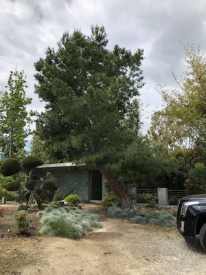 Safe & Efficient Tree Removal and Stump Grinding Services - Need a tree removed or a stubborn stump ground down? Our expert team is here to help! At Jimmy's Tree Company, we specialize in full-service tree removal and stump grinding to improve the safety, appearance, and value of your property.
Safe and Professional: Our experienced crew handles every tree removal with precision and care, ensuring no damage to your property.
Stump Grinding Included: We don’t just remove trees—our stump grinding service ensures your yard is left clean and smooth, with no unsightly stumps left behind.
Efficient and Affordable: We work quickly and offer competitive pricing, so you can get the job done without breaking the bank.
Complete Cleanup: After every job, we leave your property spotless, so you won’t have to worry about the mess.
Ready to make your yard safer and more beautiful? Book your tree removal or stump grinding service today! Click Call Now or Message Us to schedule an appointment and get a free estimate. Safe & Efficient Tree Removal and Stump Grinding Services - Need a tree removed or a stubborn stump ground down? Our expert team is here to help! At Jimmy's Tree Company, we specialize in full-service tree removal and stump grinding to improve the safety, appearance, and value of your property.
Safe and Professional: Our experienced crew handles every tree removal with precision and care, ensuring no damage to your property.
Stump Grinding Included: We don’t just remove trees—our stump grinding service ensures your yard is left clean and smooth, with no unsightly stumps left behind.
Efficient and Affordable: We work quickly and offer competitive pricing, so you can get the job done without breaking the bank.
Complete Cleanup: After every job, we leave your property spotless, so you won’t have to worry about the mess.
Ready to make your yard safer and more beautiful? Book your tree removal or stump grinding service today! Click Call Now or Message Us to schedule an appointment and get a free estimate.