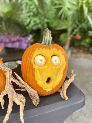 Naples Zoo at Caribbean Gardens by null