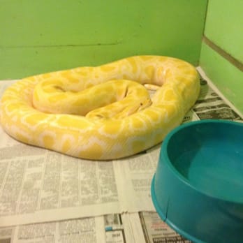 Reptile World Serpentarium - Zoos Near Me - Saint Cloud, Florida