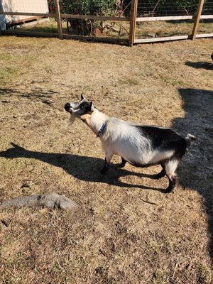 Maplewood Farm by null