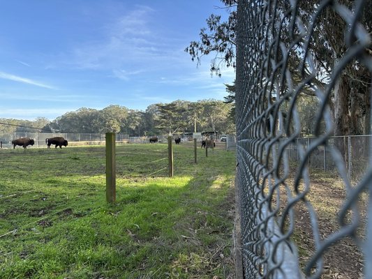 Bison Paddock by null