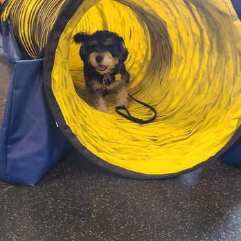 Fitdog - 2nd Agility Class - Pet Groomers Near Me - Santa Monica, California