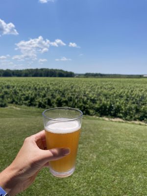 South River Vineyard by null