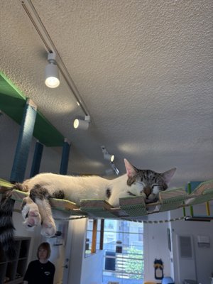 Meows Rakuen by null