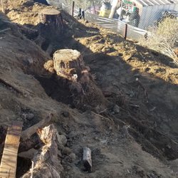 Gomez Tree Service - Tree trunk that they cut