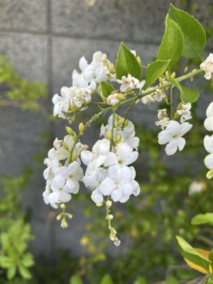 Azzurra Cucina Italiana by null Azzurra Cucina Italiana by null