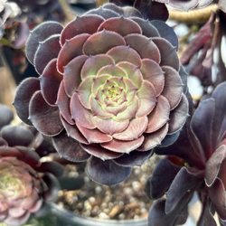 Rainbow Acres Cactus Succulent
