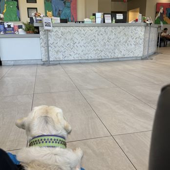 Standiford Veterinary Center - Bogart patiently waiting for his friend - Veterinarians Near Me - Modesto, California