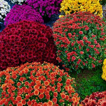 Georgia Belle Farms - a variety of colorful chrysanthus - Farms Near Me - Westminster, Maryland Georgia Belle Farms - a variety of colorful chrysanthus - Farms Near Me - Westminster, Maryland