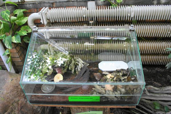 Palmiarnia Poznańska by null