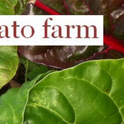 Dancing Tomato Farm