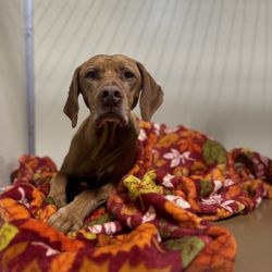 Central Bark Doggy Day Care