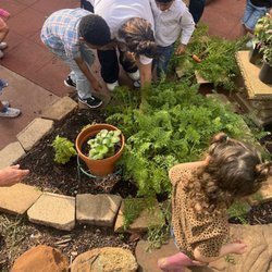 Poe Cooperative Nursery School - Hands in the dirt!! Kids in the garden harvesting the veggies of their labor!