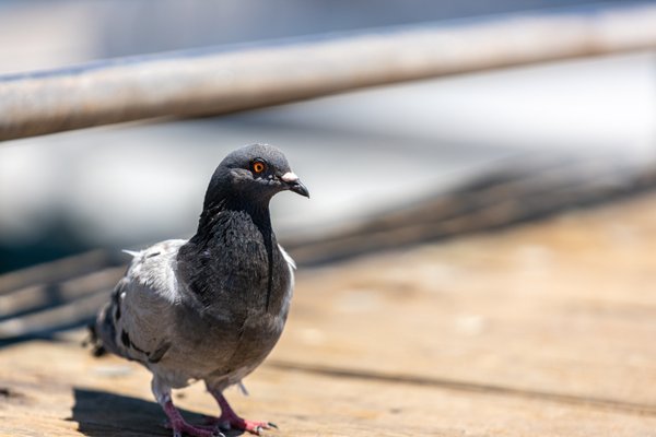 Coronado Ferry Landing by null