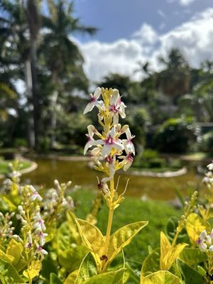 Honolulu Zoo by null