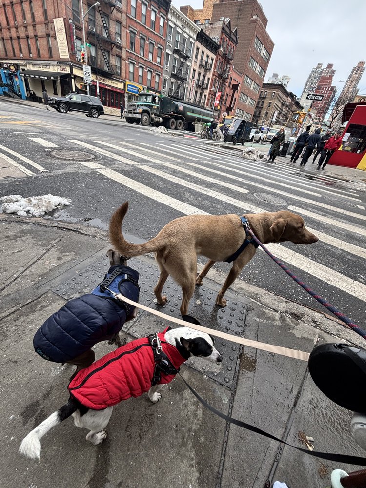 Paws Delight and More - pet boarding facility in New York, NY