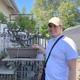 500 year old Bonsai