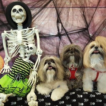 Snooty Pets - Pet Stores Near Me - Las Vegas, Nevada