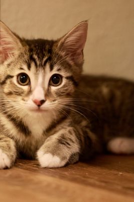 Pasadena Humane by null