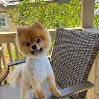 Oh My Dog! Grooming - Pet Groomers Near Me - Murrieta, California Oh My Dog! Grooming - Pet Groomers Near Me - Murrieta, California