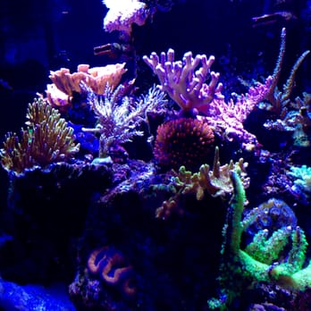 Authentic Aquariums - Aquarium Services Near Me