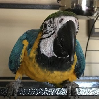 Birds N Paradise - Bird Shops Near Me - Menifee, California