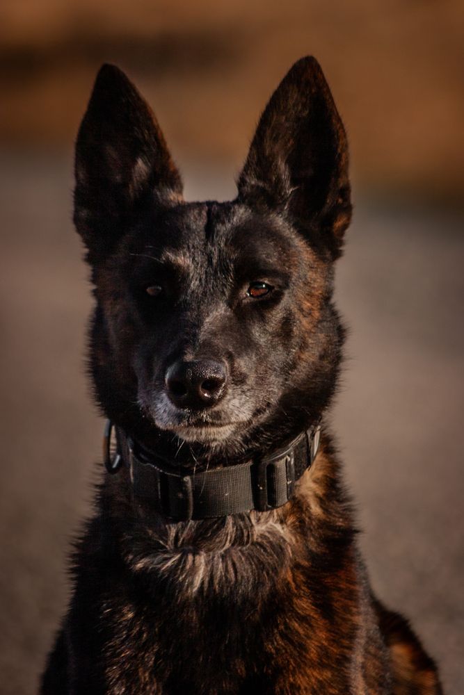 Myrmidon K9 Training - pet boarding facility in Yuba City, CA