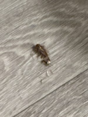 Boulder Gardens by null