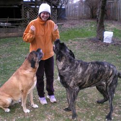 Silver Whiskers Petsitting - Beth with English Mastiffs Cici and Tonka: Gentle giants!!