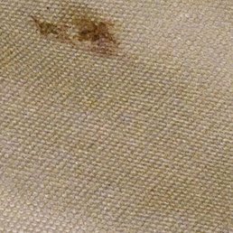 Bed bugs insects Bed bugs insects
