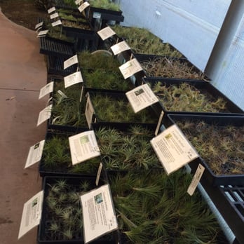 Rainforest Flora - You want more? So do I! That's why you go here. - Nurseries & Gardening Near Me - Torrance, California Rainforest Flora - You want more? So do I! That's why you go here. - Nurseries & Gardening Near Me - Torrance, California