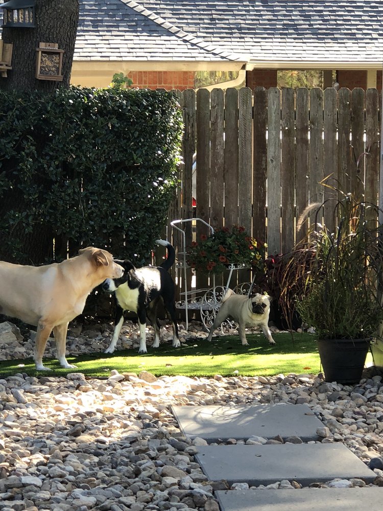 IDEAL TURF FORT WORTH Updated September 2024 62 Photos & 18