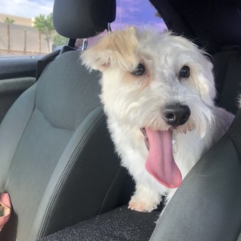 Dog's Day Out - After - Pet Groomers Near Me - El Paso, Texas Dog's Day Out - After - Pet Groomers Near Me - El Paso, Texas