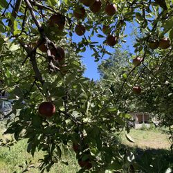 Stone Pantry Orchard - Apple trees (Sep 2023)