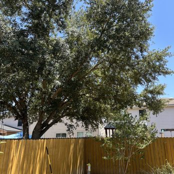 Mission City Arbor Group - Neighbor's tree after. - Tree Services Near Me - San Antonio, Texas Mission City Arbor Group - Neighbor's tree after. - Tree Services Near Me - San Antonio, Texas
