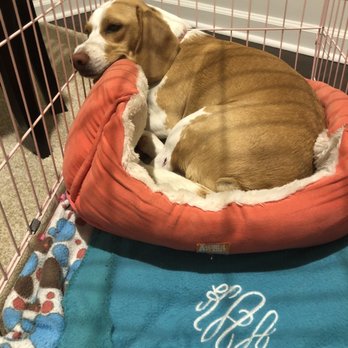 Must Love Dogs - Pet Groomers Near Me - Marietta, Georgia
