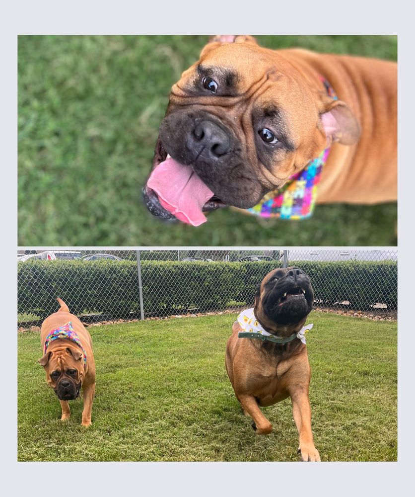 PARKWOOD ANIMAL HOSPITAL & BOARDING Updated October 2024 171 Photos